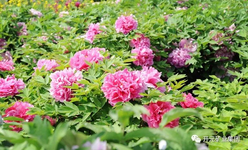 開(kāi)元恭迎八方客，盛情盡在迪尼斯